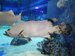 -成都浩海立方海洋公园