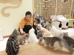 -猫和宫(六道口店)