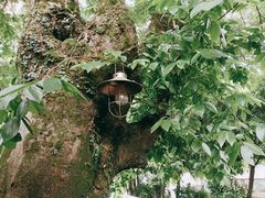 -随意茶庄·地道杭帮农家菜(梅家坞店)