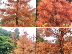 -广州市帽峰山景区