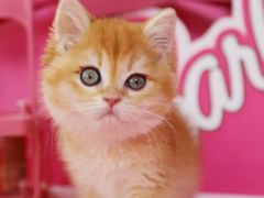 -翊宠yipet猫狗购宠庄园
