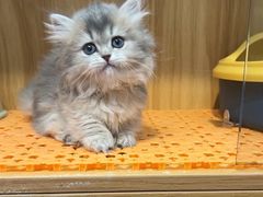 -欣宠猫屋·矮脚拿破仑·蓝金金渐层