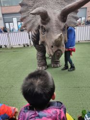 -恐龙探索乐园(磁器口店)