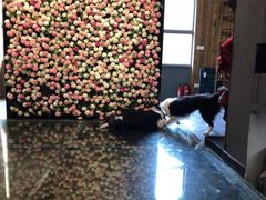 -百好乐宠物友好餐厅(朝外大街店)