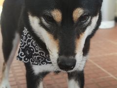 -柴犬高等学院·狗咖·柴犬售卖·宠物训练