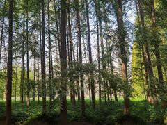 -黄海国家森林公园