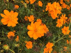 东方普罗旺斯薰衣草庄园-北京东方普罗旺斯薰衣草庄园