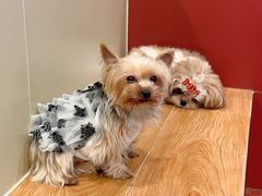 -和它·交个朋友·狗咖猫咖(爱琴海店)
