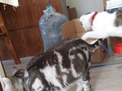 android_upload_pic-海边的猫和咖啡馆
