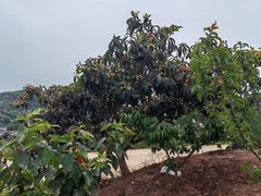 -桃源山庄·水蜜桃采摘·柴火鸡·烧烤团建(龙泉山店)