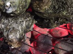 生蚝-斯普汇生蚝牛排馆(中骏世界城店)