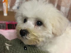 -翊宠yipet猫狗购宠庄园犬舍•猫舍