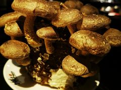 活体菌菇-捞王锅物料理(凯旋路店)