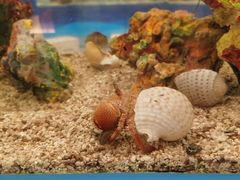-上海海洋水族馆