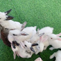 -萌宠亲子动物乐园(槐房万达店)