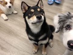 -浣熊柯尔鸭土拨鼠·电玩咖