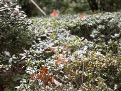 -Ginza Onodera铁板烧(外滩十八号店)