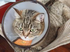 -宠颐生汉谟拉比宠物医院