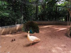 -海南热带野生动植物园