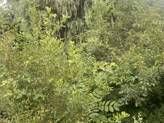 -黑龙江省森林植物园