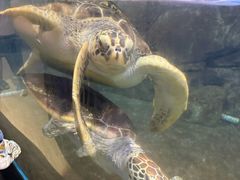 -福州罗源湾海洋世界旅游区