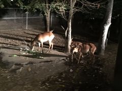 -清迈夜间动物园