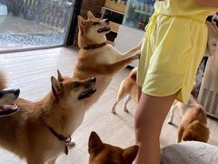 -柴犬高等学院·狗咖·柴犬售卖·宠物训练