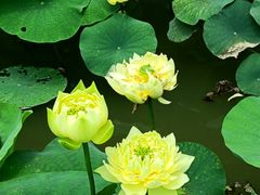 -广州莲花山旅游区
