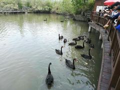 -溱湖国家湿地公园