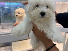 -翊宠yipet猫狗购宠庄园犬舍•猫舍