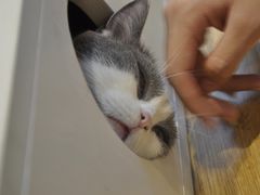 -啵啵喵·猫咖(攀华国际店)
