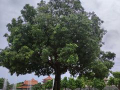 -广东圆玄道观