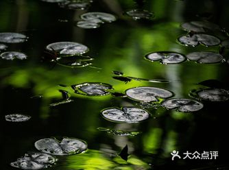 夜游麓湖看莫奈的睡莲🟢坐上最梦幻的音乐秋千