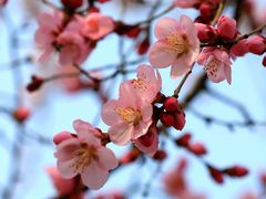 -桃花堤公园