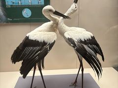 -天津自然博物馆