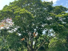 -中国科学院西双版纳热带植物园