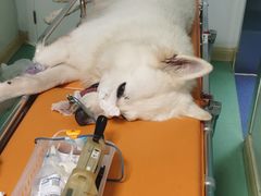 -北京观赏动物医院·24小时大型综合·猫专科·异宠专科
