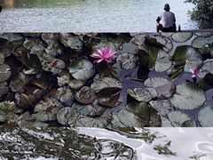 -深圳仙湖植物园