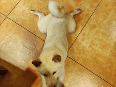 -more than meow吴止猫主题餐厅(承德 中船汇店)