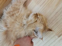 -猫腻·猫咖·撸猫馆(星光大道店)