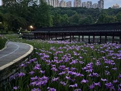 -龙头寺公园