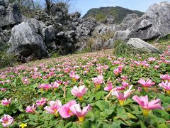 -千岛湖石林