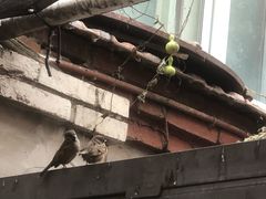 -老婆婆炒饭(小白楼1902欧式风情街店)