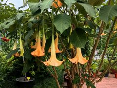 -国家植物园南园