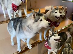 -Husky Go! 哈士奇体验馆·宠物咖啡厅狗咖