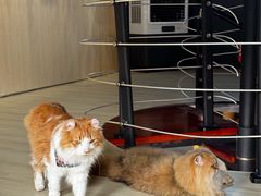 -豆逗聊愈猫阁Easy Life