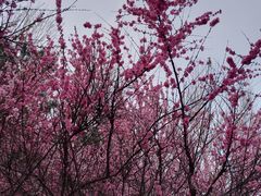 -群力丁香公园