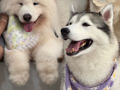 -星多哈·狗咖·拼豆·咖啡