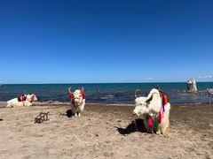 -青海湖国家重点风景名胜区