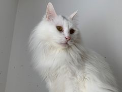 -艾贝尔宠物医院·24H转诊中心·肿瘤猫专科(江宁双龙店)